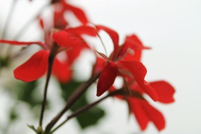 Close-up of red flowers blooming outdoors