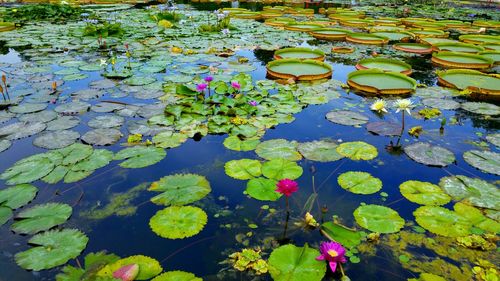 High angle view of lily pads floating on water