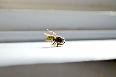 Dead bee on window sill