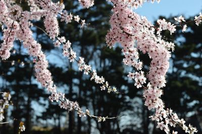 Close-up of flower tree