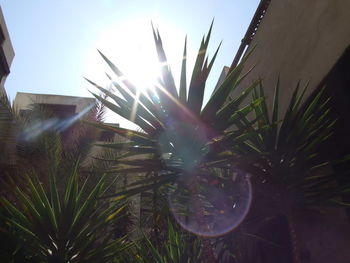 Close-up of plants against sky