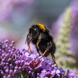 Close-up of bee pollinating on fresh purple flower