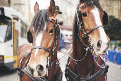 Close-up of horses on street