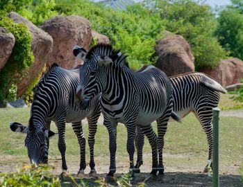 Zebras standing in a park