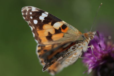 Close-up of butterfly on purple flower