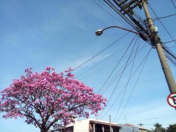 Low angle view of pink flowering tree against sky