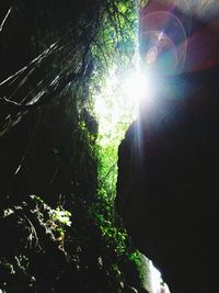 Low angle view of trees against sunlight