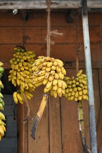 Close-up of fruits hanging on tree