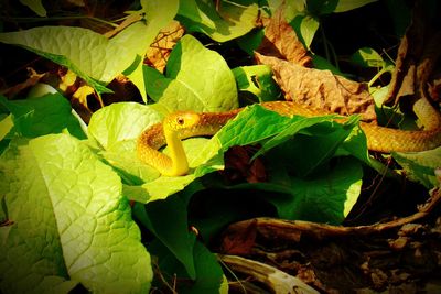 Leaves on leaf