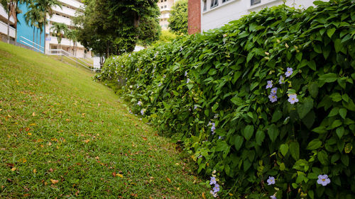 Plants growing in lawn by building
