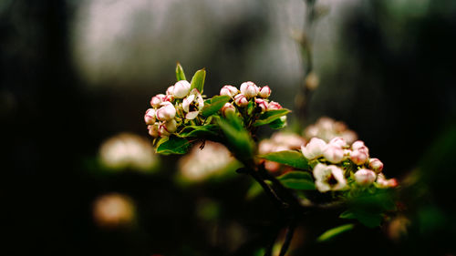 Close-up of flowering plant