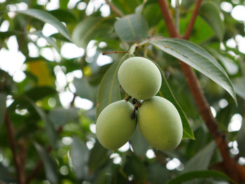 Low angle view of fruits on tree