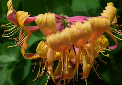 Close-up of yellow flowering plant