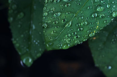 Close-up of wet leaves on rainy day