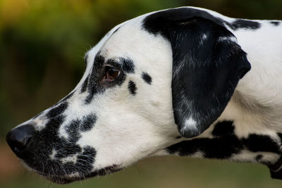 Close-up of dog