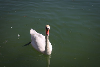bird