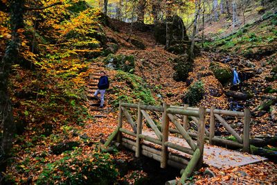 Rear view of man walking by trees in forest during autumn