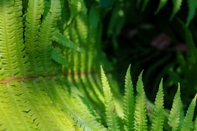 Close-up of fern