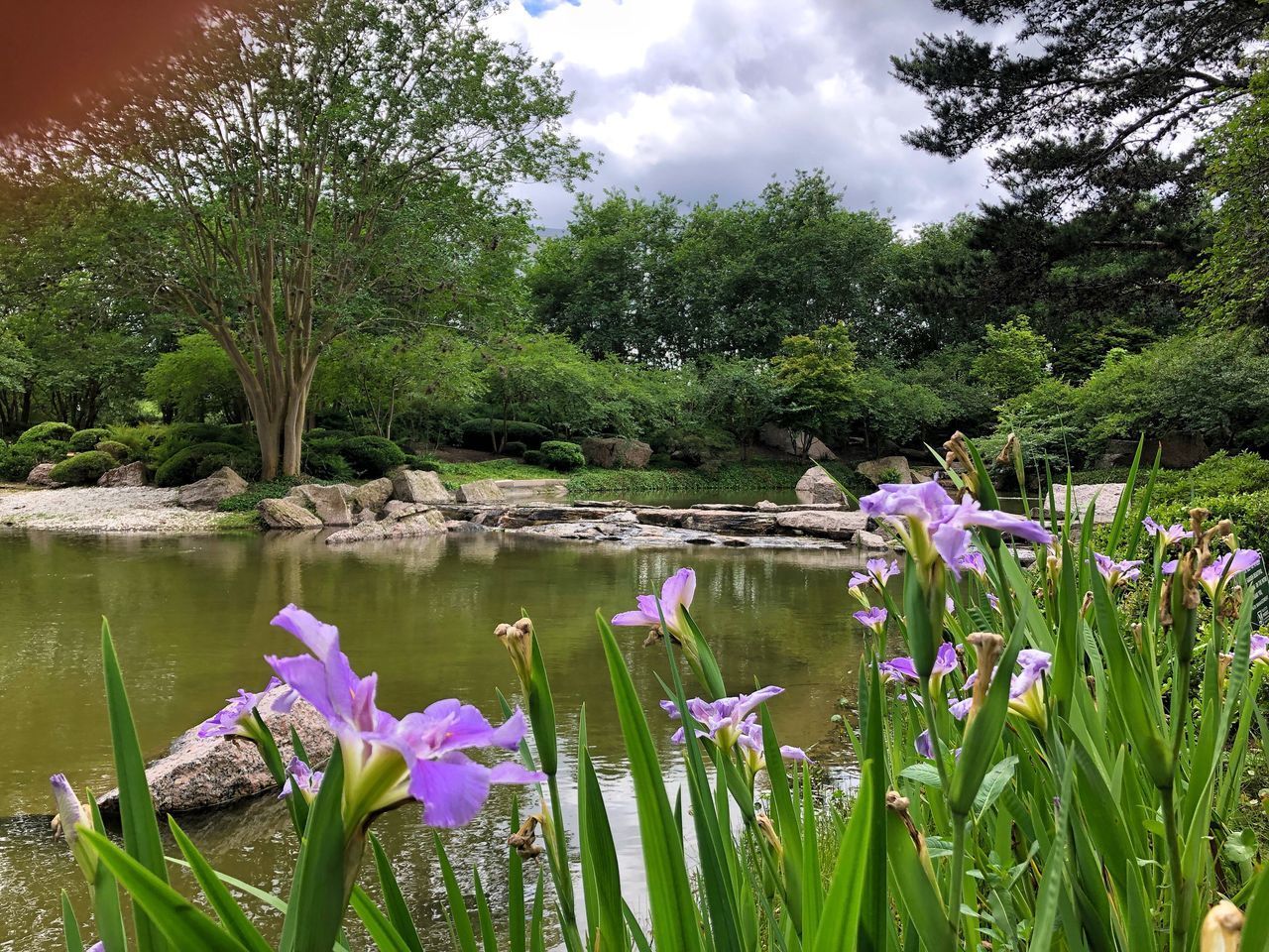 PURPLE FLOWERING PLANTS BY LAKE AGAINST TREES