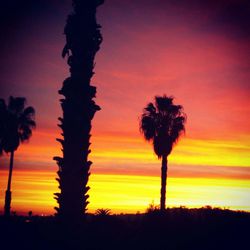 Silhouette palm trees at sunset