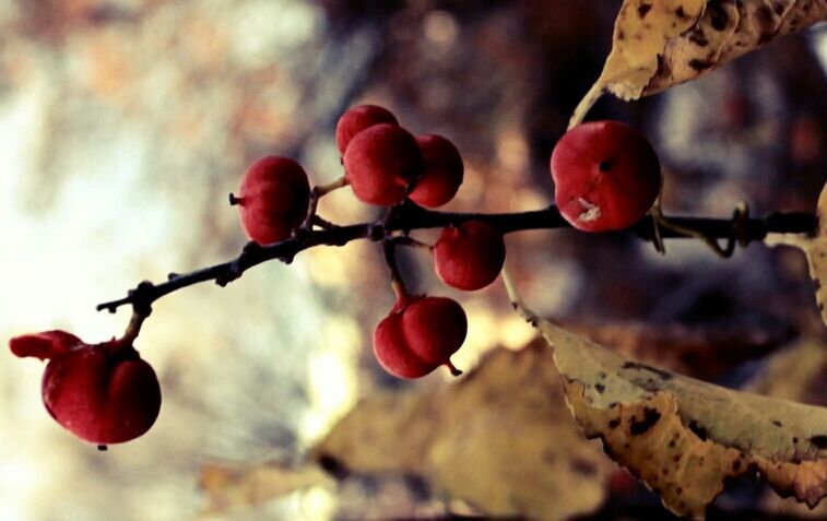 red, fruit, focus on foreground, tree, branch, growth, close-up, freshness, nature, hanging, food and drink, twig, stem, berry fruit, selective focus, berry, day, outdoors, cherry, leaf