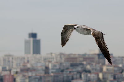 Birds flying over city