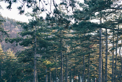 Trees in forest