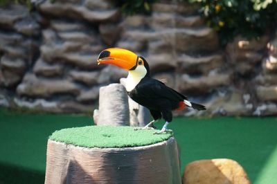 Close-up of bird perching on wooden post