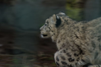 Close-up of a cat