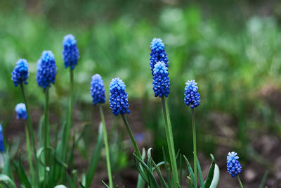 Blue muscari flowers in a flower bed.