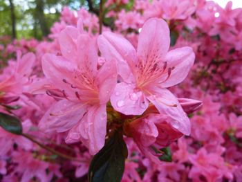 Close-up of pink flowers blooming outdoors