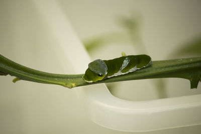 Close-up of wet plant