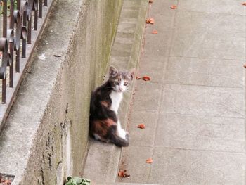 High angle view of cat looking down on footpath