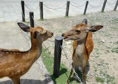 Close-up of two goat