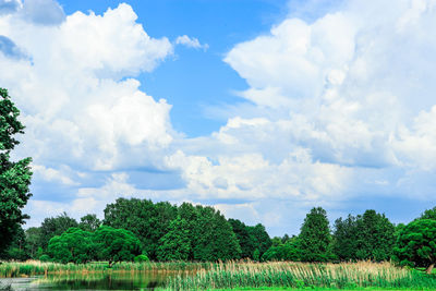 Trees on field against sky