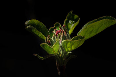 Close-up of flower buds against black background