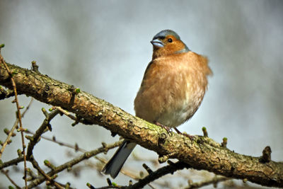 Low angle view of bird perching on branch