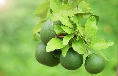 Close-up of fruit growing on tree