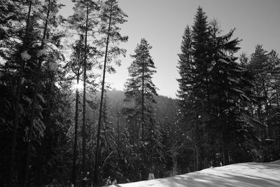 Trees in forest against sky during winter