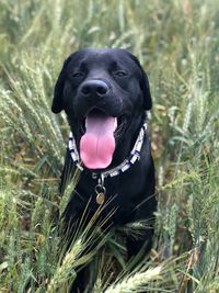 Black dog in a field