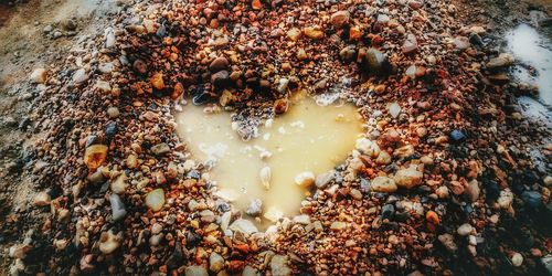 High angle view of caterpillar in water
