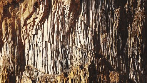 Full frame shot of tree trunk