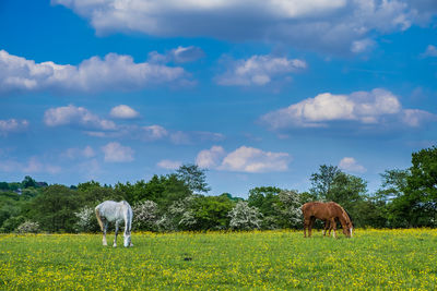 Horse grazing in a field