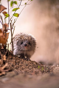 Lovely, curious hedgehog in fall colors