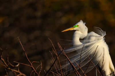 Close-up of bird