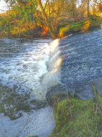 Scenic view of river flowing in forest