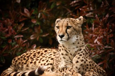 View of a cheetah laying on land