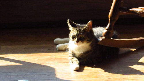 Cat sitting on a floor