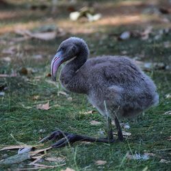 Side view of a bird on field