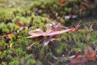 Close-up of dry maple leaf on grass